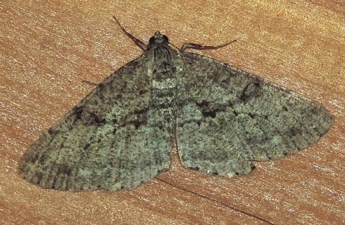 Réf. 274 092 : Peribatodes rhomboidaria